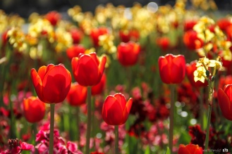 tulipanes rojos y amarillos
